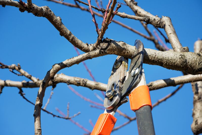 Jacaranda Pruning