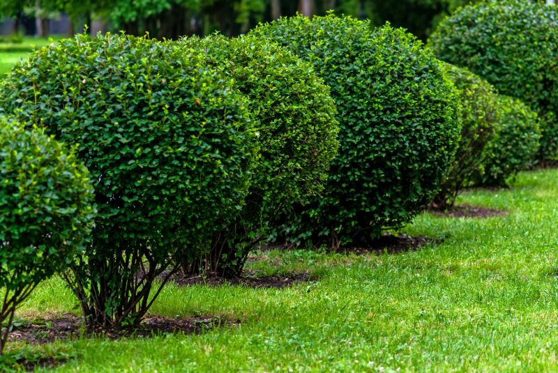 Healthy, Trimmed Shrubs