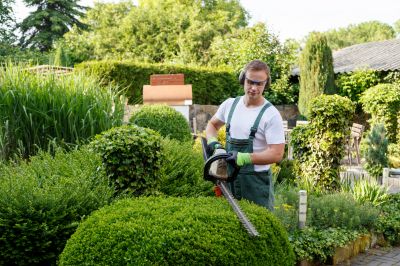 Expert trimming enhances shrub health