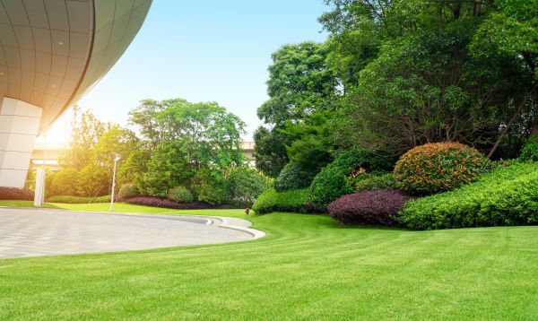 Commercial Shrub Trimming in Antioch