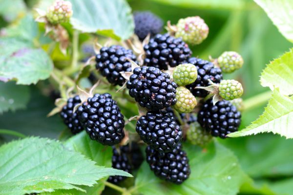 Blackberry Bush Removal in Antioch