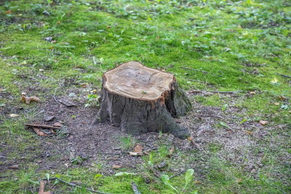 Bush Stump Removal in Antioch