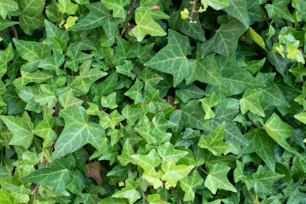 English Ivy Removal in Antioch