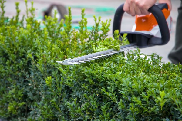 Hedge Pruning in Antioch