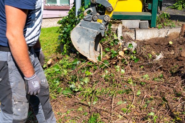 Hedge Removal Service in Antioch