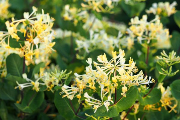 Honeysuckle Removal in Antioch