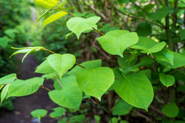 Invasive Plant Removal in Antioch