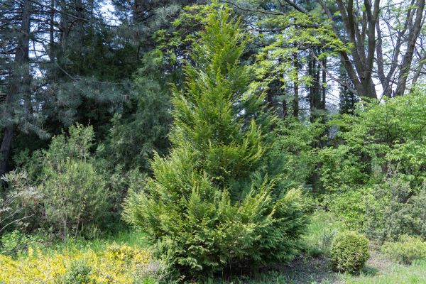 Juniper Pruning in Antioch