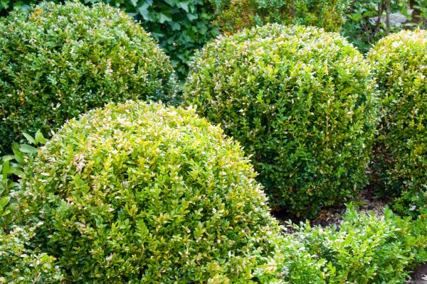 Landscape Trimming Service in Antioch
