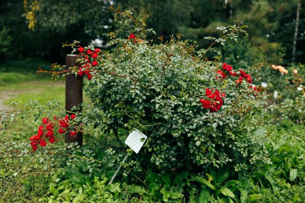 Rose Bush Removal in Antioch