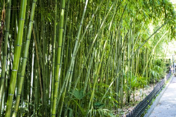 Bamboo Root Removal in Antioch