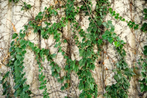 Vine Removal Service in Antioch