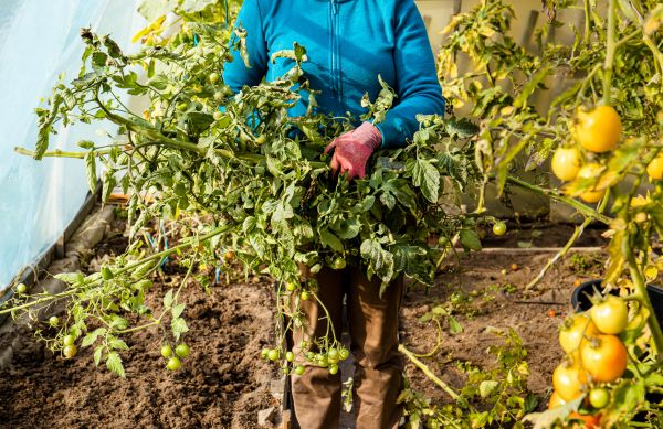 Cost of Garden Plant Removal in Antioch