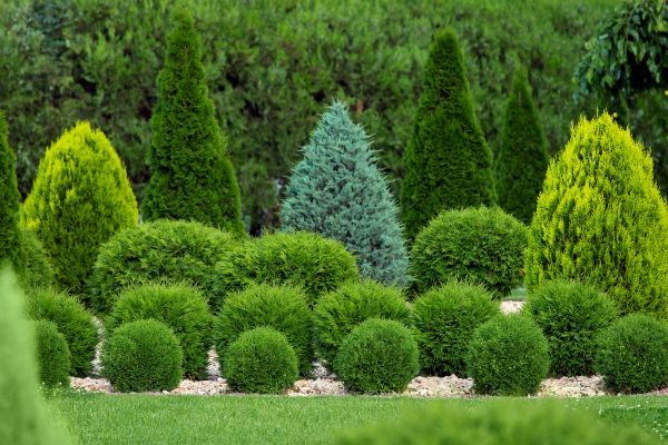 Shrub Shaping in Antioch