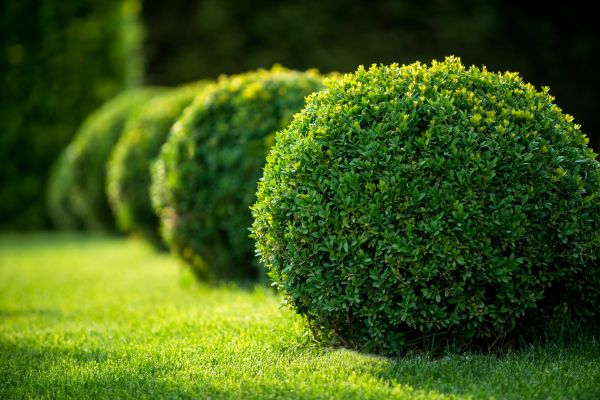 Cost of Bush Pruning in Antioch