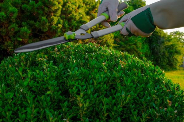 Cost of Topiary Shearing in Antioch
