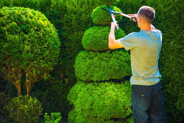 Cost of Topiary Shaping in Antioch