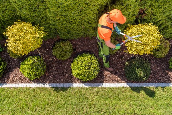 Topiary Trimming in Antioch