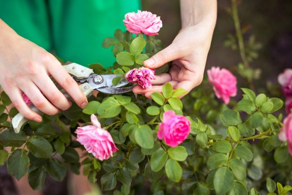 Cost of Rose Shearing in Antioch