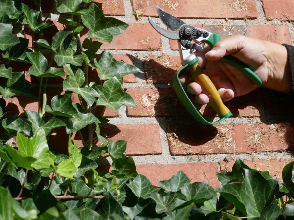 Ivy Removal Service in Antioch