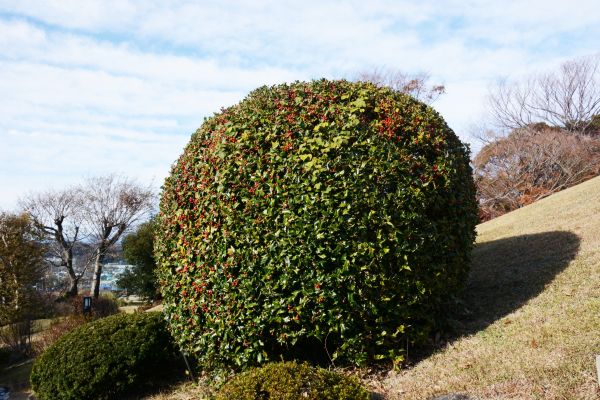 Holly Trimming in Antioch
