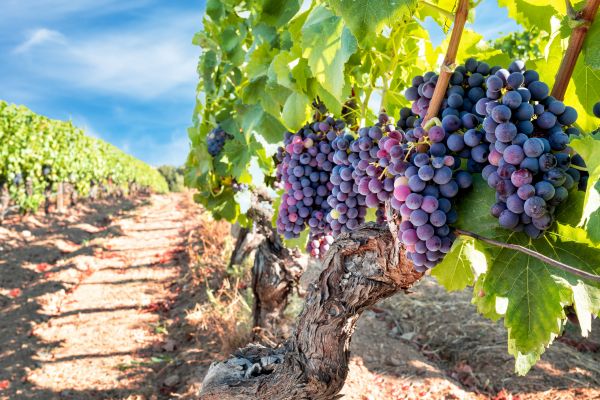 Cost of Grapevine Pruning in Antioch