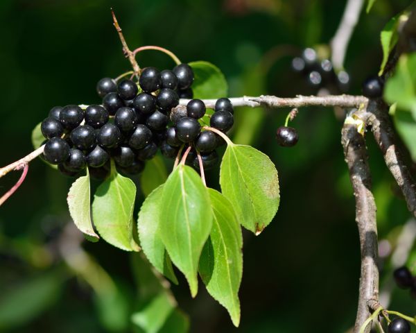 Buckthorn Removal in Antioch