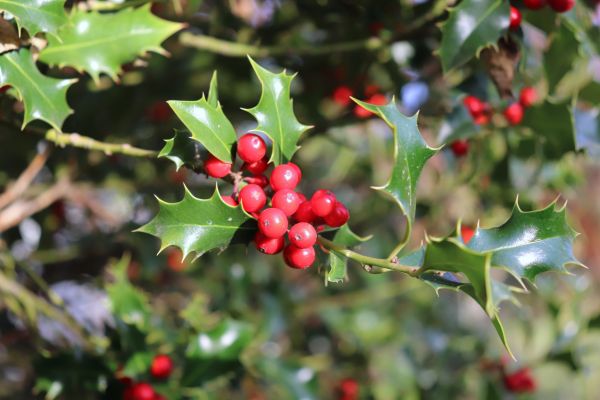 Holly Tree Trimming in Antioch