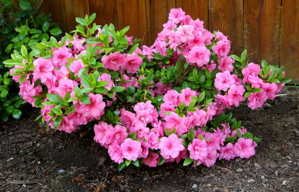 Cost of Azaleas Removal in Antioch