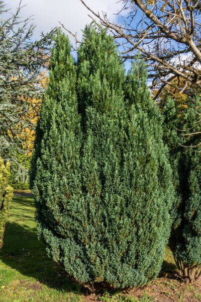 Juniper Trimming in Antioch
