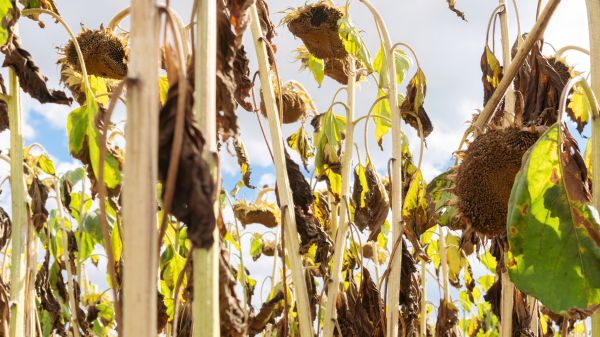 Cost of Dead Plant Removal in Antioch