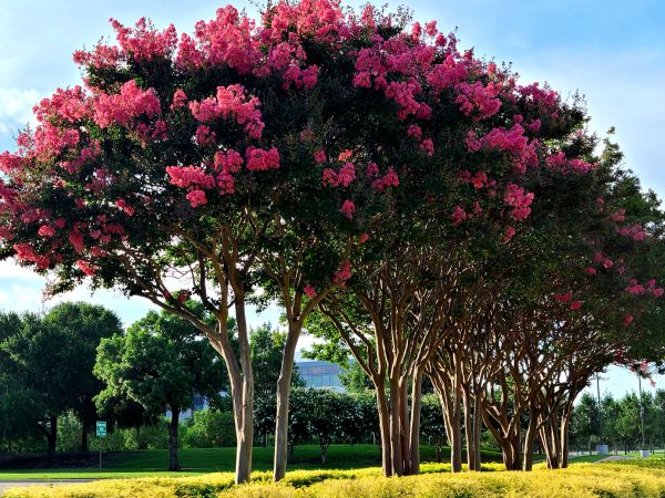 Cost of Crepe Myrtle Pruning in Antioch