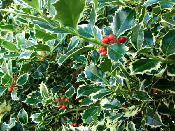Holly Bushes Trimming in Antioch