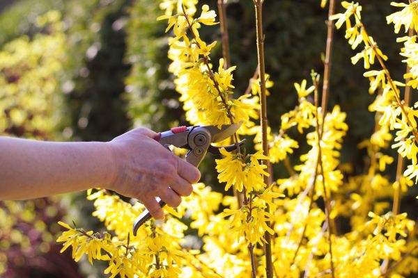 Forsythia Pruning in Antioch