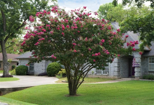 Crepe Myrtle Trimming in Antioch