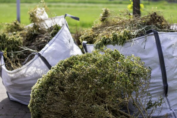 Cost of Shrubs Removal in Antioch