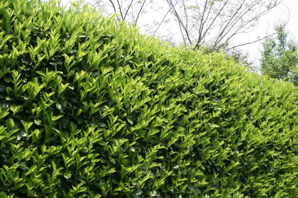 Cost of Laurel Shrub Removal in Antioch