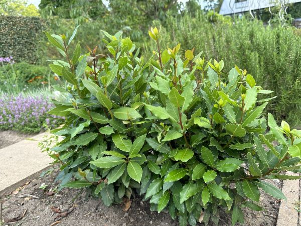 Cost of Laurel Hedge Removal in Antioch