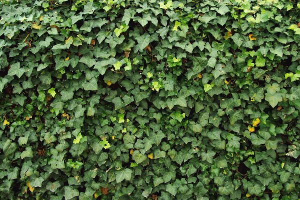 Cost of Ivy Pruning service in Antioch