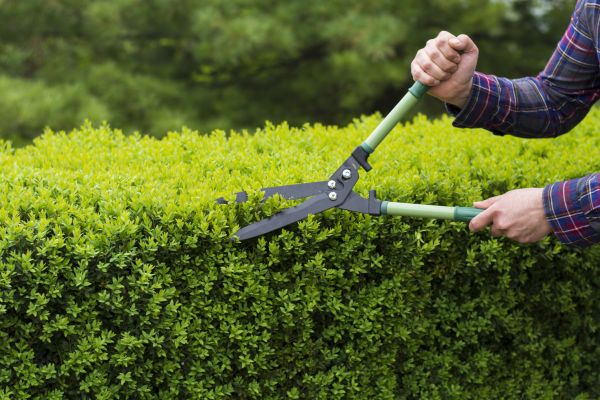 Evergreen Shrub Pruning in Antioch