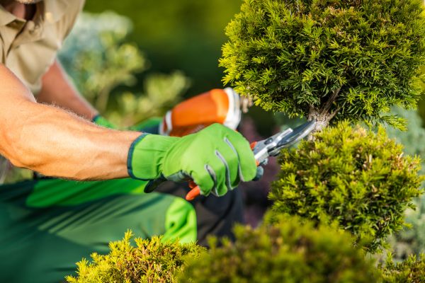 Landscape Pruning Service in Antioch