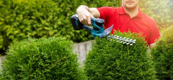 Cost of Hedge Shaping Service in Antioch