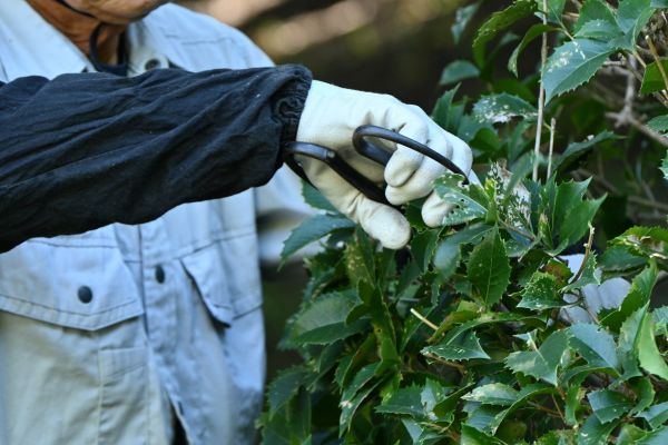 Holly Pruning in Antioch