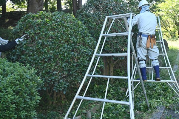 Cost of Holly Shaping in Antioch