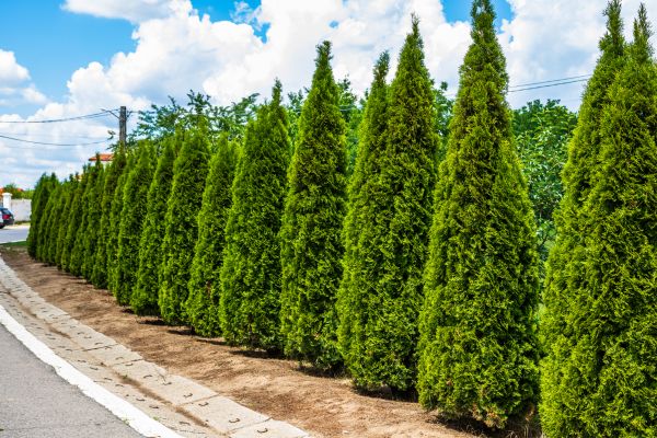 Cost of Arborvitae Shearing in Antioch