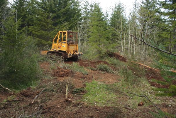 Cost of Shrubbery Clearing in Antioch