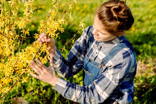 Forsythia Trimming in Antioch