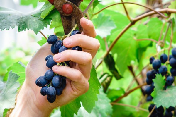 Vineyard Pruning in Antioch