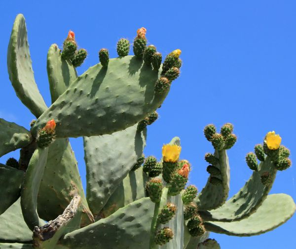 Cactus Removal in Antioch