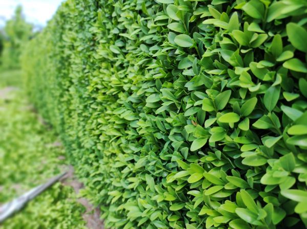 Cost of Boxwood Pruning in Antioch